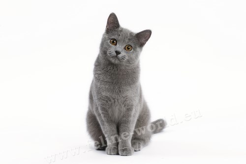 CHARTREUX_19 (RACE)